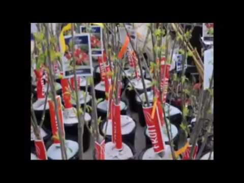 lapins cherry tree where to buy and have planted