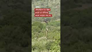 BBC Nepali Sewa- Crocodile airlift: 'मान्छे खाएको' गोहीलाईहेलिकप्टरमा झुन्ड्याएर लगियो