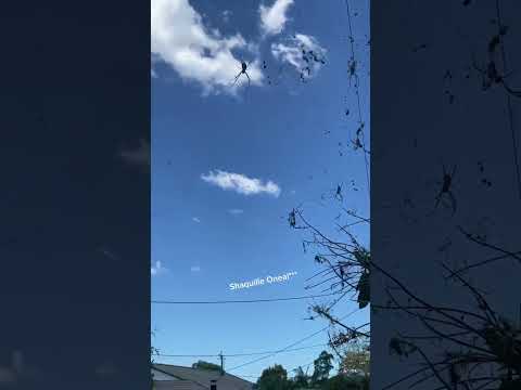 SCARY Spiders Hang