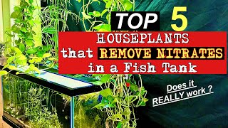 Top 5 🪴HOUSEPLANTS 🪴that Remove Nitrates in a Fish Tank 🐟