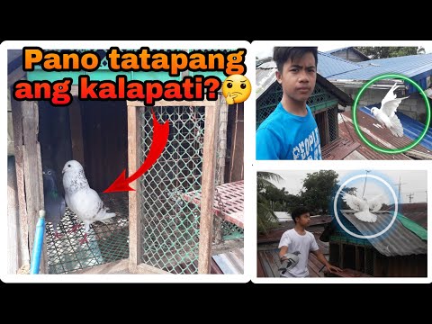 Video: Paano mo i-insulate ang isang feral cat shelter?