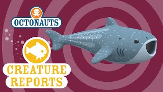 The Octonauts: Whale Shark thumbnail