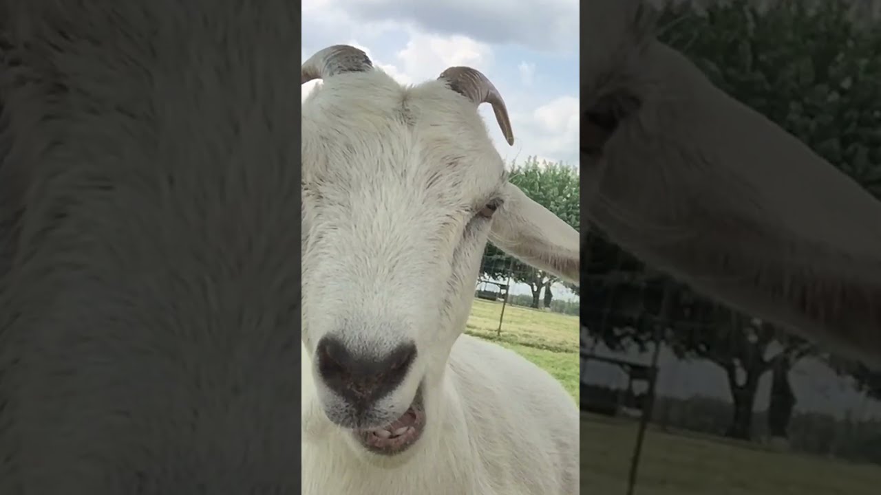 Funny goats youtube shop