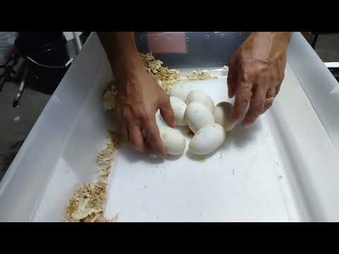 Pulling Ball Python Eggs! LBX-22-2