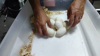 Pulling Ball Python Eggs! LBX-22-2