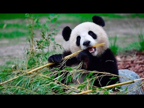 مهدد بالانقراض الباندا العملاق