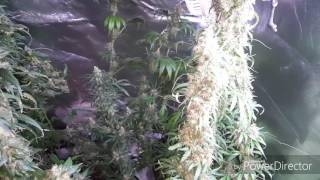 Bloom update check my lady's out plz feel free to comment🌱🌲🍃💪💯
