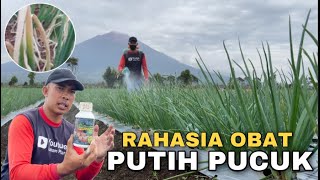 ini obatnya embun bulu/ putih pucuk daun bawang