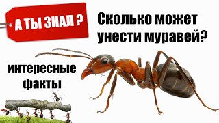 Сколько может унести Муравей Интересные Факты