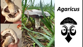 Agaricus campestris identification and general information.