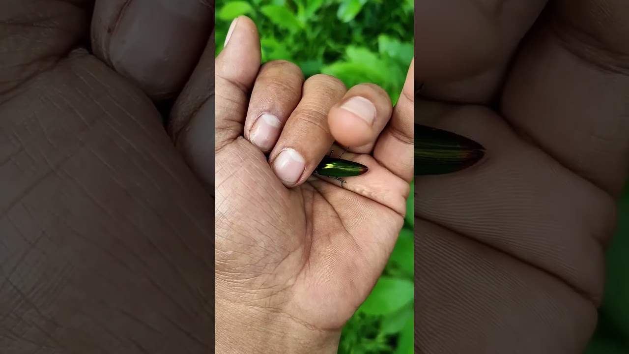 It is the Smaller shiny jewel beetle part 2