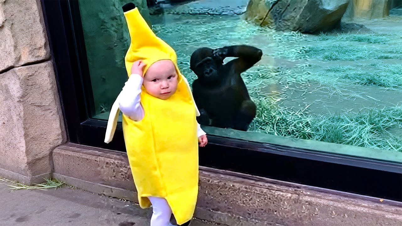 This Baby Gorilla Was NOT Ready for This 😳 | Funny Baby Gorilla