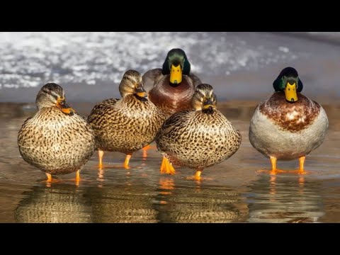 ducks birds documentary - duck national geographic - ,ducks birds documentary discovery channel