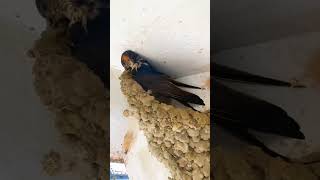 Intresting How Swallow Bird Build Mud Nest