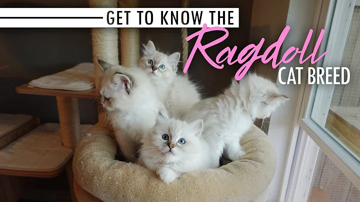 Get to Know the Ragdoll Cat Breed - DayDayNews
