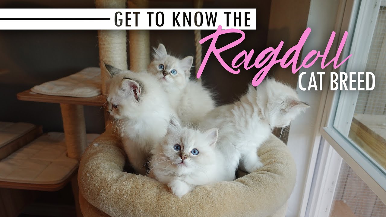 Ragdoll Cat Breed Complete Guide - A-Z Animals