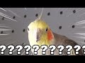 オカメインコも編集も自由な動画