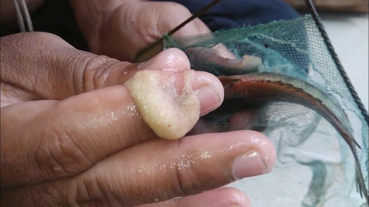 extraction of egg from anabas fish for artificial breeding YouTube