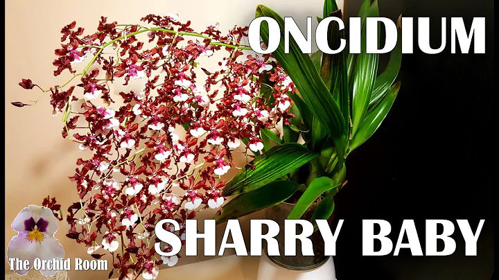 Oncidium Sharry Baby - Info, Care Tips +100's of F...