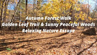 4K Autumn Forest Walk | Golden Leaf Trail | Sunny Peaceful Woods|Relaxing Nature Escape