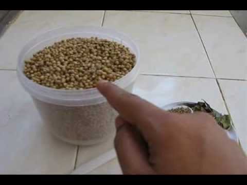 How To Make Coriander Powder At Home Special Youtube