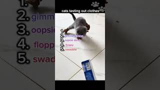 they’re so stinking cute 😻😻 #catsofyoutube #kittens #socute #catsinclothes