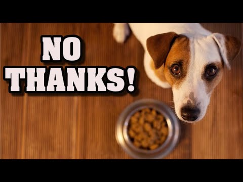 Video: Senior Dog Food: Kailan Lumipat At Bakit