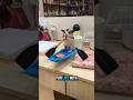 Cute Chaos: Sugar Gliders Are Wild Little Ninjas!