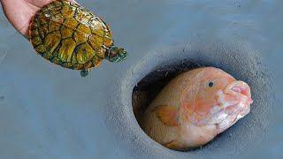 Unbelievable Fishing Techniques | Turtle Best Fishing Fishing | How to catch fish #006