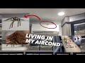 Escaped Tarantula was Living in my Aircond ?!! 😱