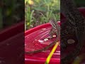 Nature feeding #mealworms #lizard #asmrsounds #nature #fyp
