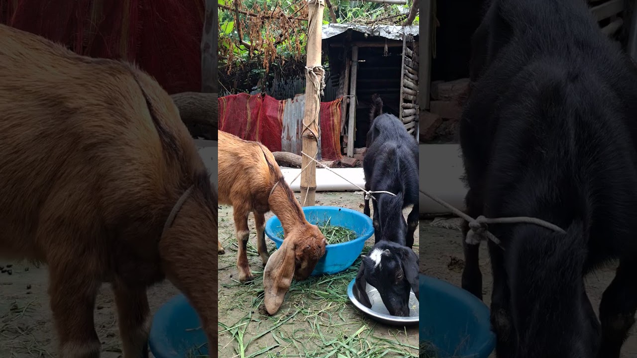 Goats Sell