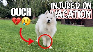 Dog gets injured on vacation (vet-visit & health tips) | WHAT TO DO