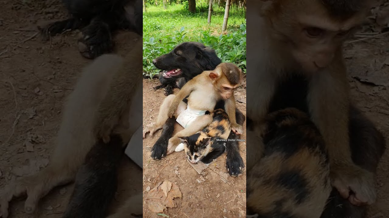 So smart Dollar best care cutest friend ....Best friend laugh and laugh ...so funny !