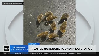 Invasive mudsnails found in Lake Tahoe