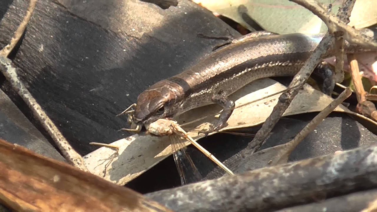 Garden Skink Eating a Damselfly YouTube