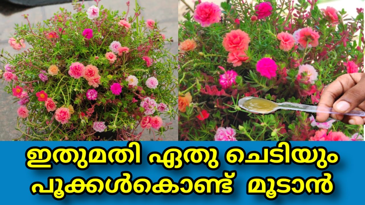 PATHUMANI flowering tip/പത്തുമണി നിറഞ്ഞു  പൂക്കാൻ/Shilpazz Thattikootu/Gardening Malayalam/PORTULACA