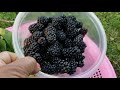 Harvesting Several Vegetables and Fruits in My Backyard! (Part 2)
