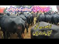 Lahore Cow Mandi Beautiful Neli Ravi گبن جوٹیاں Ke Rates Ki Latest Update | Heifers (Katti) farming