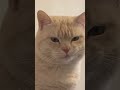 #cutecat #pet #kucing #kitty #funny