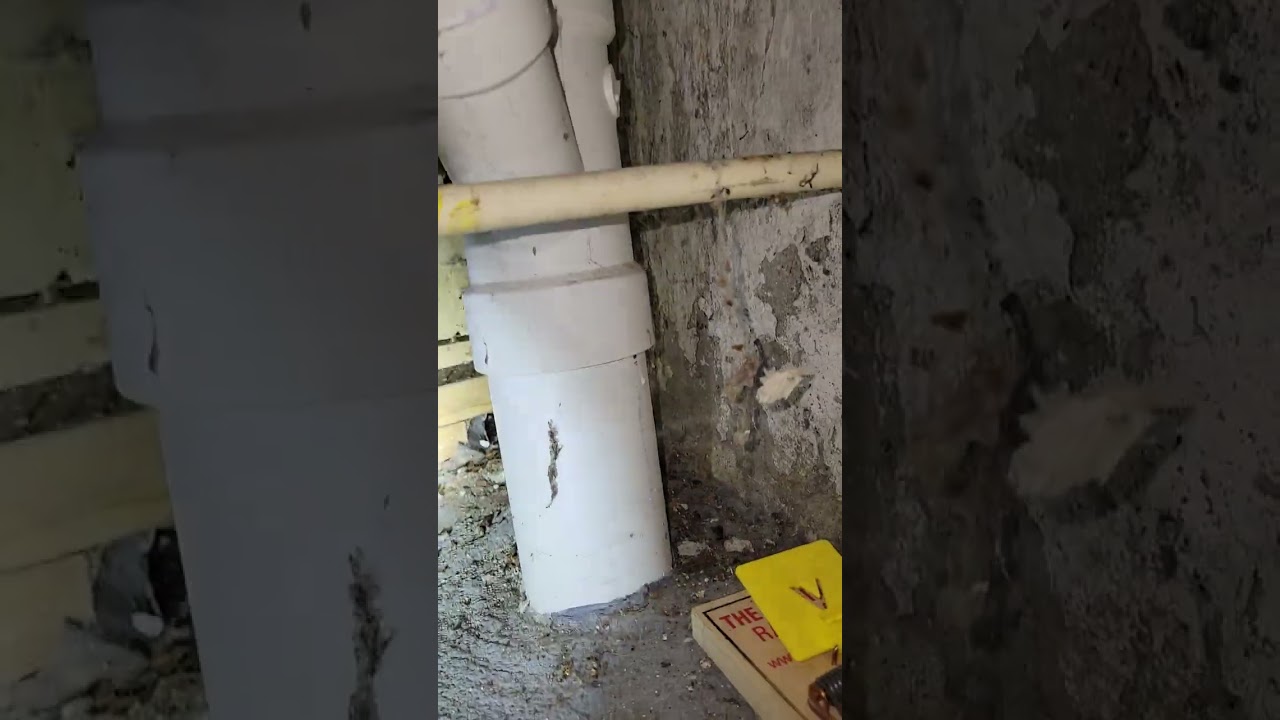 How's your mold inspection going? Cincinnati Home inspections, Sewer scopes & Mold Testing