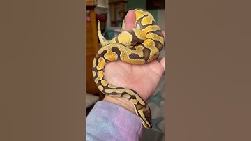 “Medusa my beautiful 😍 enchi pastel ball python 🐍 “!