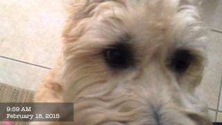 Watch This Jumpy Wheaten Learn Perfect Door Manners | Bark Busters Fort Myers #wheatenterrier screenshot 5