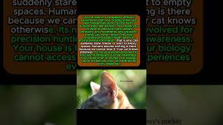 The SECRET Sound Frequencies Cats Hear That Humans NEVER Will #catpsychology #catbehavior