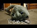 にらめっこ (ロシアンブルー RussianBlue)
