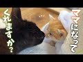 ママとはぐれた子猫を、血の繋がらない母猫にお願いしてみたところ… 【保護猫活動】