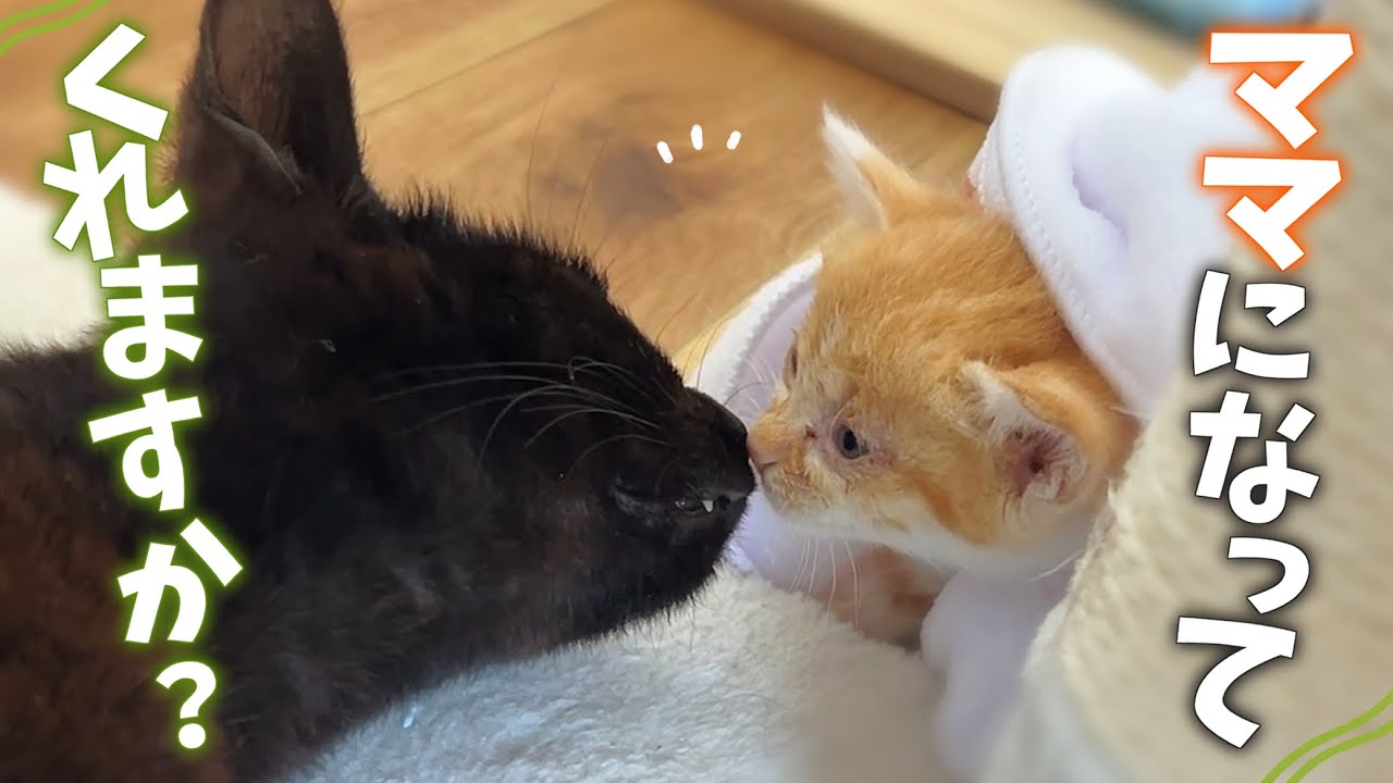 We tried asking a foster mom cat to take in a kitten separated