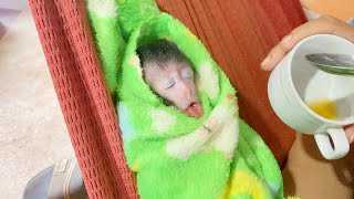 Cutie Baby Monkey Shiba Leak Long Tongue Lick Honey Mom Feeding