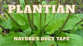 Plantain: Nature’s First Aid Plant | Medicinal Mondays with Ray✨