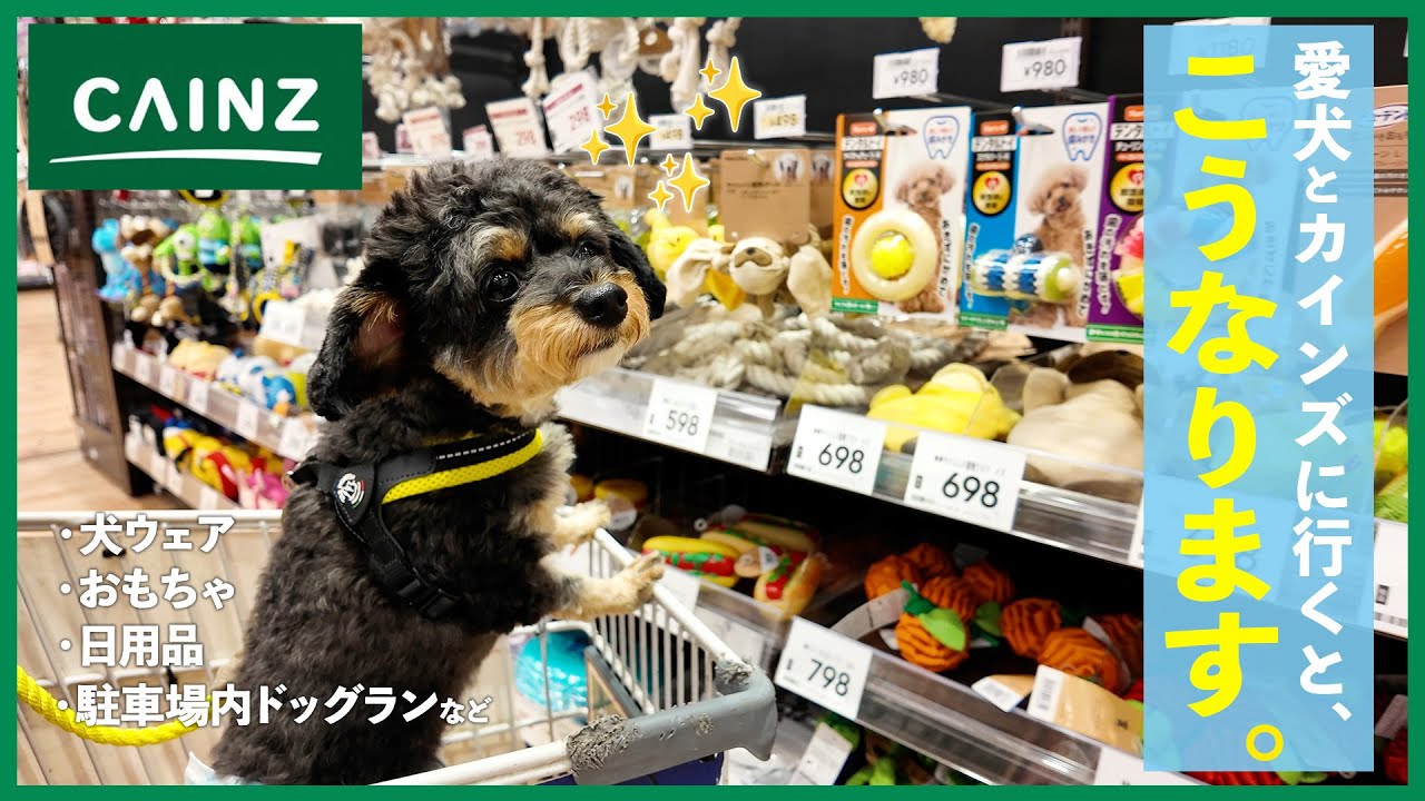 【愛犬とカインズ】カートに乗って一緒に店内を探検!!おすすめコーナー巡り〜ウェア、日用品、おもちゃ、ドッグランエリアなど。